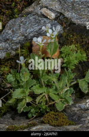 Roccia alpina-cress, Arabis alpina, in fiore ad alta quota. Foto Stock