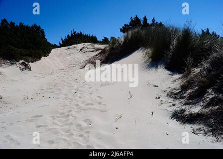 Le dune della spiaggia di Grande Pevero, Costa Smeralda Foto Stock