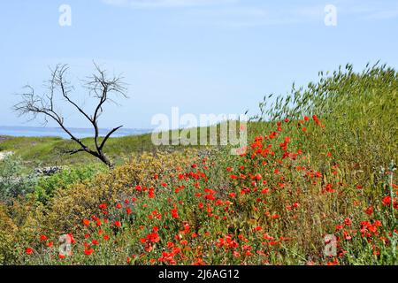 Campi di papavero sulla riva del Mar Nero Foto Stock