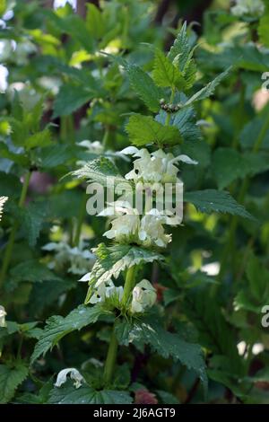 Weiße Taubnessel (album Lamium) - blühende Pflanze Foto Stock