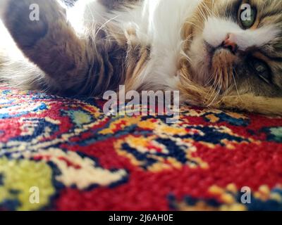 Ragamuffin purebred gatto riposante Foto Stock