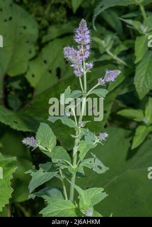 Menta di cavallo, mentha longifolia, in fiore in umido chiarificazione. Foto Stock