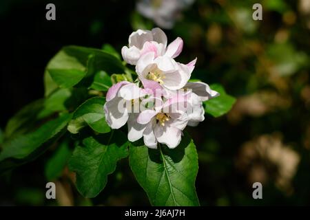Fiori di mela fiore su albero di mela in primavera. Fiore di mela rosa con timens e petali alla luce del sole Foto Stock