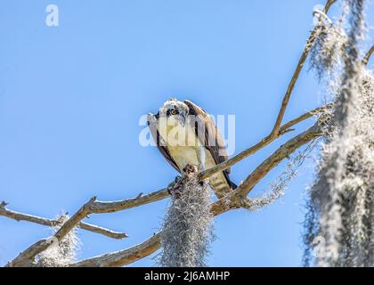 Gli Ospreys pescano i pesci nel lago hancock e poi procedono a posare negli alberi lungo i sentieri mentre mangiano Foto Stock