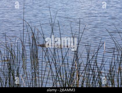 Nuoto con gli alligatori nel lago Hancock visto dalla Circle B Bar Reserve Foto Stock