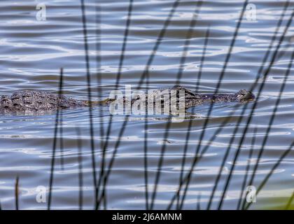 Alligatore che nuota lungo la riva del lago Hancock a Lakeland, Florida Foto Stock