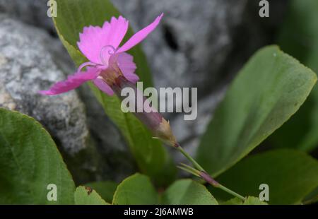 Legno rosa, Dianthus sylvestris in fiore, Dolomiti. Foto Stock