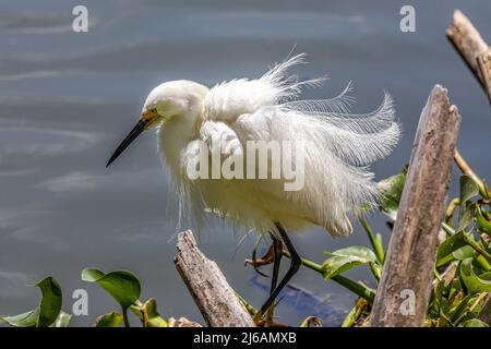 Bella Snowy Egret scuotendo fuori è piume al lago Hancock Foto Stock