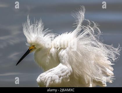 Bella Snowy Egret scuotendo fuori è piume al lago Hancock Foto Stock