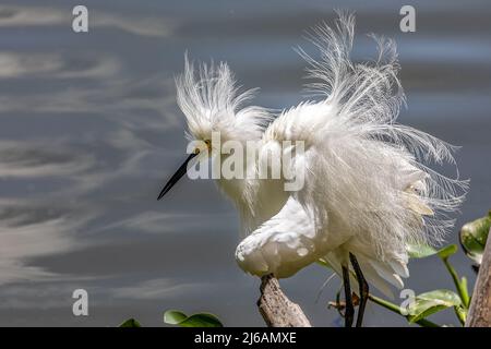 Bella Snowy Egret scuotendo fuori è piume al lago Hancock Foto Stock