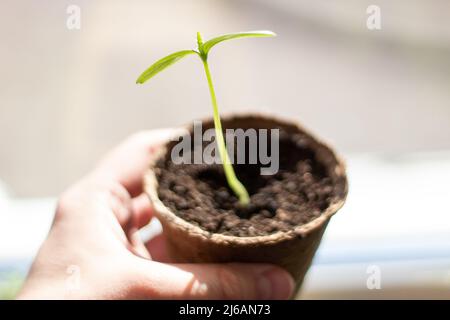 Piantine di cetrioli in primo piano con copyspace. Germogli di cetriolo Foto Stock