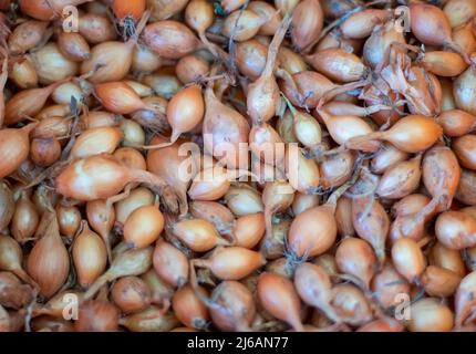 Sfondo di cipolla semina primo piano. Consistenza della semina di cipolle Foto Stock