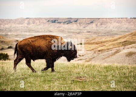 Primo piano American Bison Buffalo isolato nel Badlands National Park al tramonto, South Dakota, prateria animali mammifero, pascolo fauna selvatica, maschio toro, walki Foto Stock