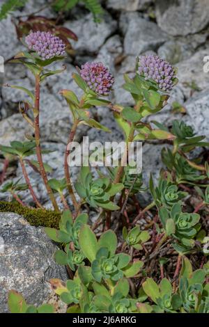 Evergreen Orpine, Sedum anacampseros, in fiore nelle Alpi svizzere. Foto Stock