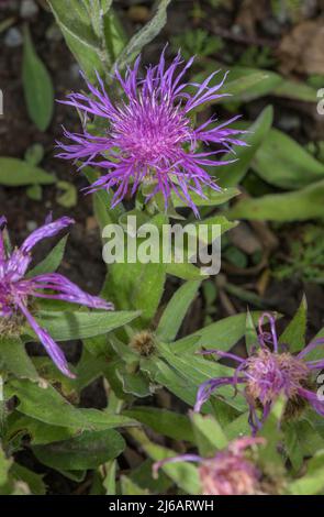 Plume Knapweed, Centaurea nervosa, in fiore nelle Alpi svizzere. Foto Stock