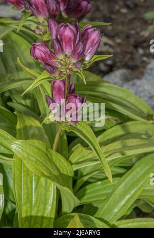 Genziana ungherese, gentile pannonica, fiorita nelle Alpi svizzere. Foto Stock