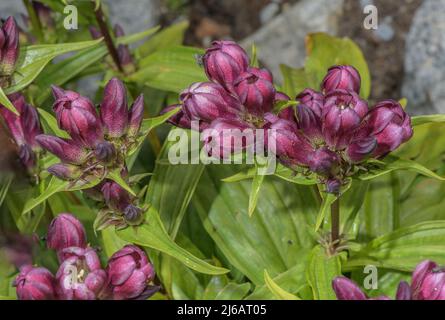 Genziana ungherese, gentile pannonica, fiorita nelle Alpi svizzere. Foto Stock