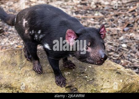 Diavolo della Tasmania fotografato in uno Zoo Australiano (Sarcophilus harrisii) Foto Stock