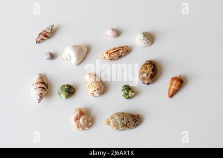 Collezione di conchiglie su sfondo bianco isolato Foto Stock