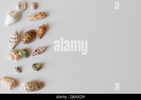 Conchiglie come sfondo con spazio vuoto Foto Stock