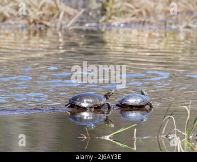 Due tartarughe dipinte orientali al sole (Chrysemys picta) Foto Stock