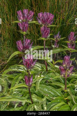 Genziana ungherese, gentile pannonica, fiorita nelle Alpi svizzere. Foto Stock