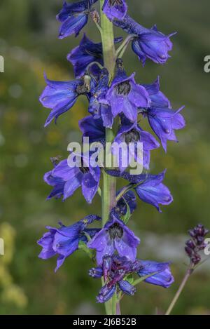 Delphinium alpino, Delphinium elatum in fiore nelle Alpi svizzere. Foto Stock