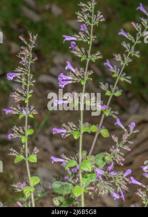 Calamint legno, Clinopodium mentifolium in fiore in bosco su calcare. Foto Stock