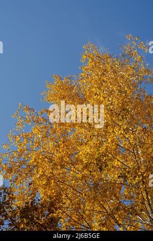 Albero di betulla autunno contro il cielo blu. Rami di albero con foglie gialle. Giorno. Nessuna gente. Messa a fuoco selettiva. Foto Stock
