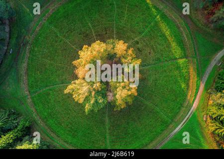 Glade rotonda nel parco con un cerchio di betulla. Vista dall'alto Foto Stock