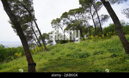 Alberi sulle pendici del monte Carmel vicino a un monastero carmelitano di Deir al-Mukhraqa Foto Stock