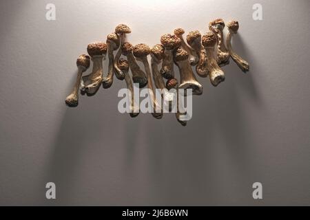 Piano del diario di microdosaggio. Funghi psilocibin secchi Maestro d'oro, modello su sfondo bianco. Psilocybe Cubensis funghi psichedelici, vista dall'alto, fl Foto Stock