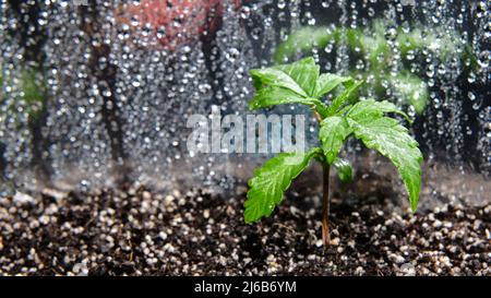 Piantina di cannabis in una scatola di crescita, vista macro. Piccola pianta di marijuana in una scatola di coltivazione con terreno di cocco, vista dall'alto, posa piatta. Concetto di crescita micro. Waterin Foto Stock