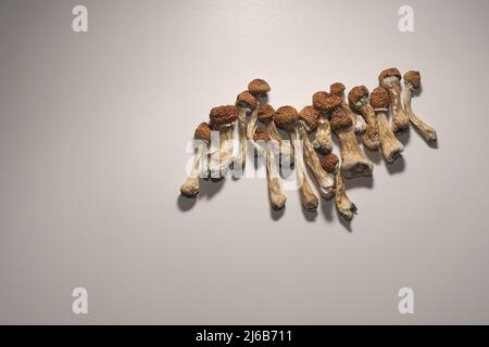 Piano del diario di microdosaggio. Funghi psilocibin secchi Maestro d'oro, modello su sfondo bianco. Psilocybe Cubensis funghi psichedelici, vista dall'alto, fl Foto Stock