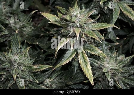 Ripen marijuana pianta su sfondo nero. Coni di canapa con foglie verdi e gialle, vista macro. Cespuglio femminile di cannabis con fiori in fiore e bianchi Foto Stock