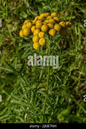 Tansy, Tanacetum vulgare, in fiore sul bordo stradale verge Foto Stock
