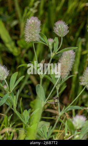 Trifoglio di lepre-piede, trifolium arvense in fiore su verga sabbiosa della strada. Foto Stock