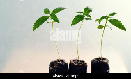 Semi di cannabis a partire da Coconut Coir Pellets. Coltivazione di marijuana. Primo piano della canapa del bambino. Foto Stock