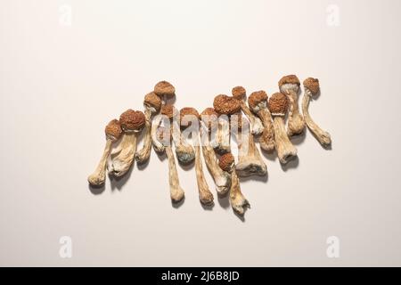 Piano del diario di microdosaggio. Funghi psilocibin secchi Maestro d'oro, modello su sfondo bianco. Psilocybe Cubensis funghi psichedelici, vista dall'alto, fl Foto Stock