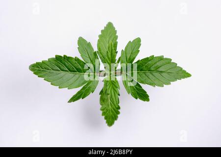 Piantina di cannabis isolata su sfondo bianco. Disposizione delle foglie di marijuana fresca verde annaffiatura, vista dall'alto. Concetto di coltivazione della canapa, vista macro. Foto Stock