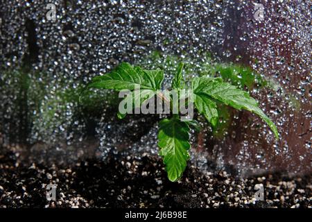 Piantina di cannabis in una scatola di crescita, vista macro. Piccola pianta di marijuana in una scatola di coltivazione con terreno di cocco, vista dall'alto, posa piatta. Concetto di crescita micro. Waterin Foto Stock