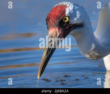 Un incontro molto ravvicinato con un'adorabile Whooping Crane. Puoi vedere il suo occhio giallo brillante e la grande striscia rossa sulla testa. Un uccello in via di estinzione. Foto Stock