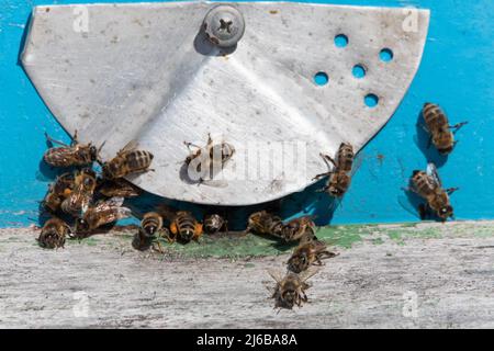 vista dettagliata di api lavoranti in un alveare di api. sfondo sfocato. Primo piano di api volanti. Alveare di legno e api. Api che volano indietro nell'alveare dopo un i Foto Stock