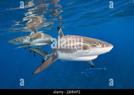 Shark (Carcharhinus melanopterus), Moorea, Polinesia francese, Oceano Pacifico Foto Stock