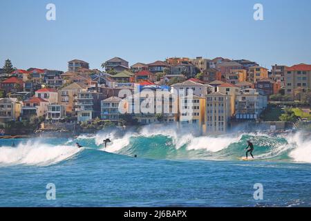 Surfista a Bondi Beach, vicino a Sydney, paradiso surfista, Australia Meridionale, Australia Foto Stock