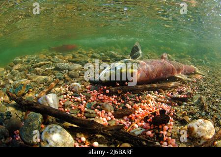 Dead Sockeye Salmon (Oncorhynchus nerka), a Adams River, è morto dopo l'alba, Roderick Haig-Brown Provincial Park, British Columbia, Canada Foto Stock