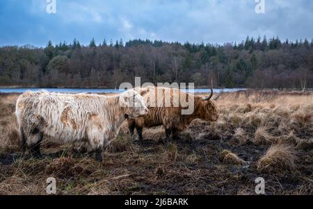 Due mucche highland in piedi in un campo scozzese in inverno, con un lago e un bosco sullo sfondo, Mossdale, Scozia Foto Stock