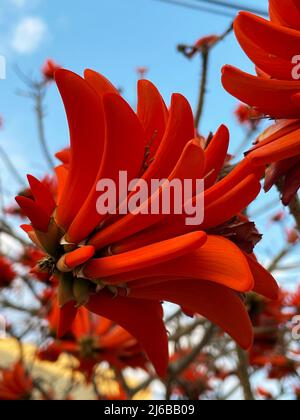 Rosso luminoso spettacolare fiori di Erythrina su sfondo cielo blu. Erythrina corallodendron, l'albero dei fagioli rossi, è una specie di piante da fiore Foto Stock