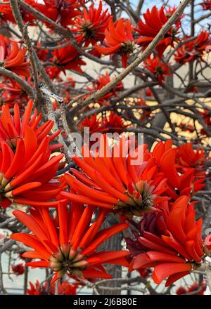 Rosso luminoso spettacolare fiori di Erythrina su sfondo cielo blu. Erythrina corallodendron, l'albero dei fagioli rossi, è una specie di piante da fiore Foto Stock