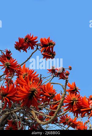 Rosso luminoso spettacolare fiori di Erythrina su sfondo cielo blu. Erythrina corallodendron, l'albero dei fagioli rossi, è una specie di piante da fiore Foto Stock